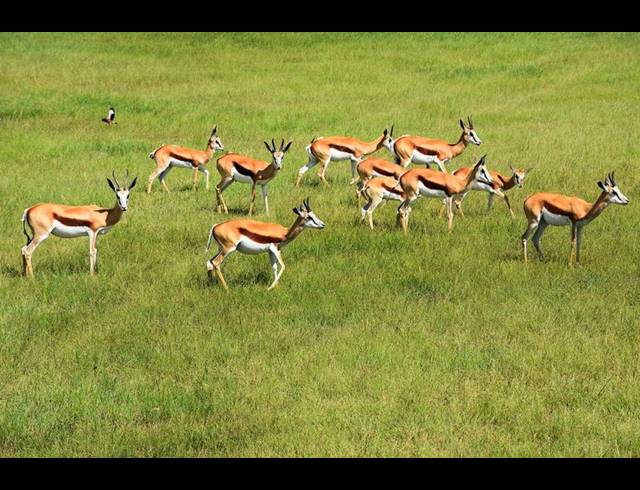 LAND FOR SALE IN KYALAMI AH